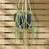 rat tail cactus plant in a black pot and macrame holder against a wooden slat background