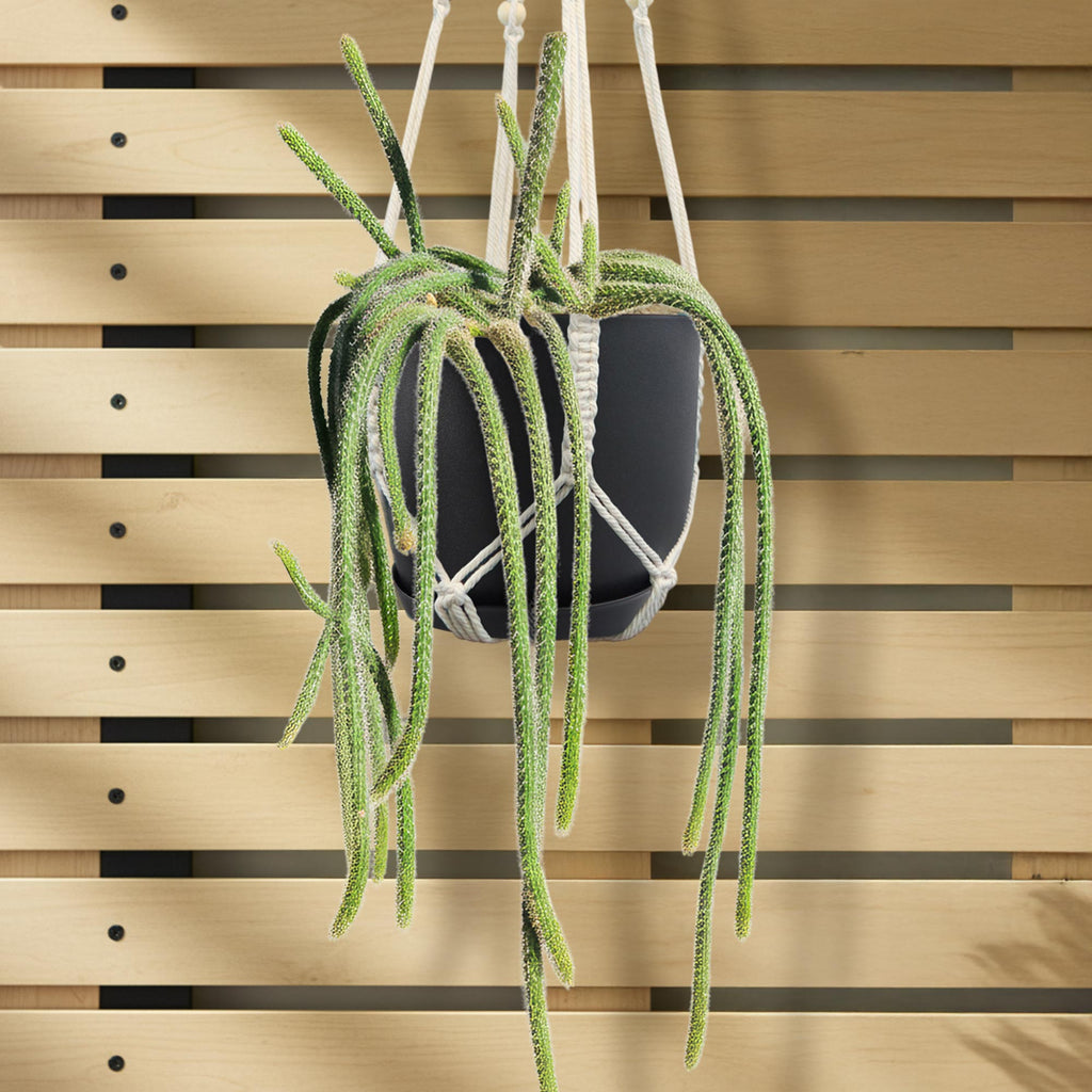 rat tail cactus plant in a black pot and macrame holder against a wooden slat background