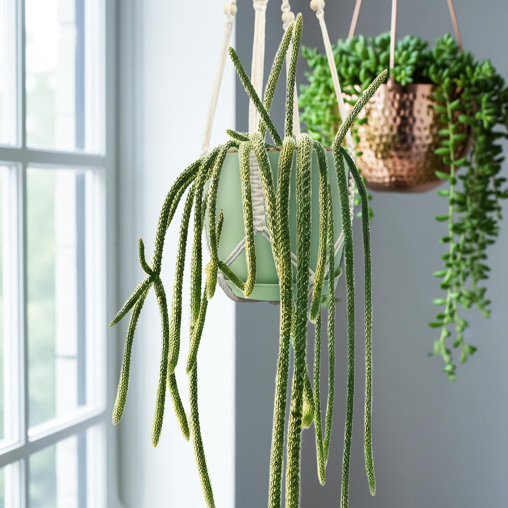 a hanging rat tail cactus plant in a yellow-green pot 