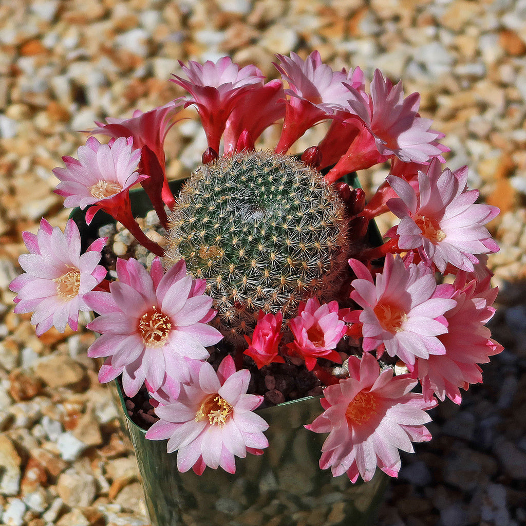Rebutia Carnival