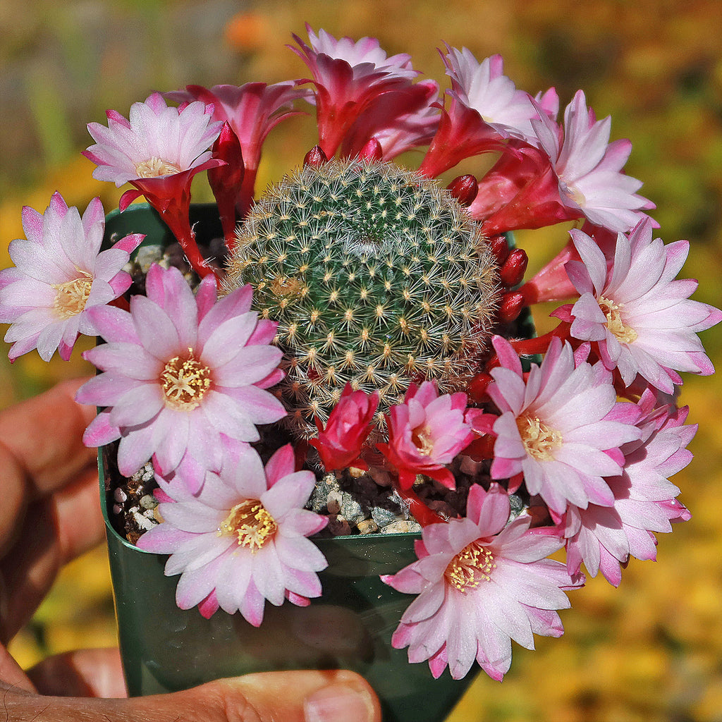Rebutia Carnival