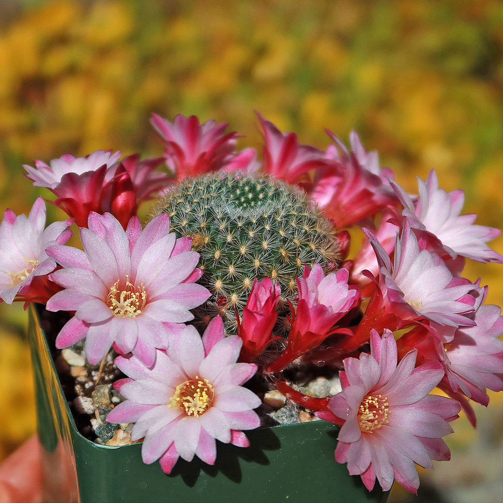 Rebutia Carnival