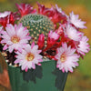 Rebutia Carnival