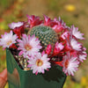 Rebutia Carnival