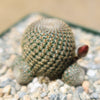 Rebutia heliosa