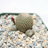 Rebutia heliosa