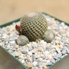 Rebutia heliosa