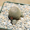 Rebutia heliosa