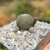 Rebutia heliosa