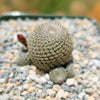 Rebutia heliosa