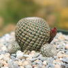 Rebutia heliosa