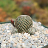 Rebutia heliosa