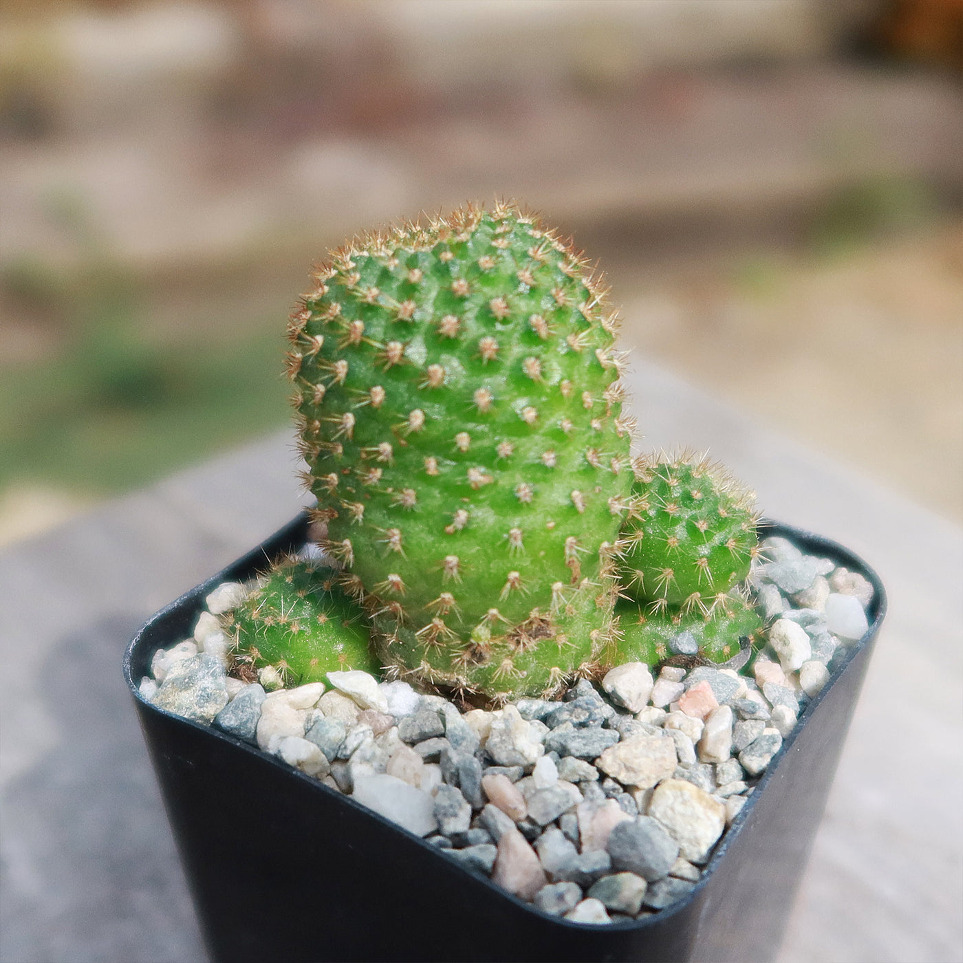 Rebutia perplexa