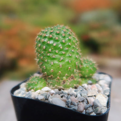 Rebutia perplexa