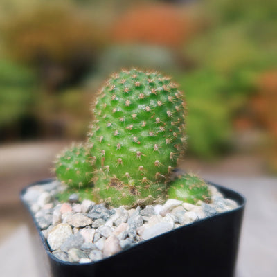 Rebutia perplexa