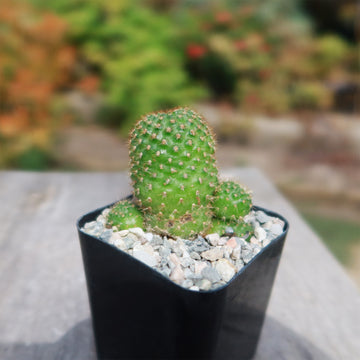 Shop 'Rebutia perplexa' Care and Growers Guide