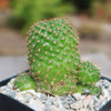 Rebutia perplexa