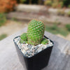 Rebutia perplexa