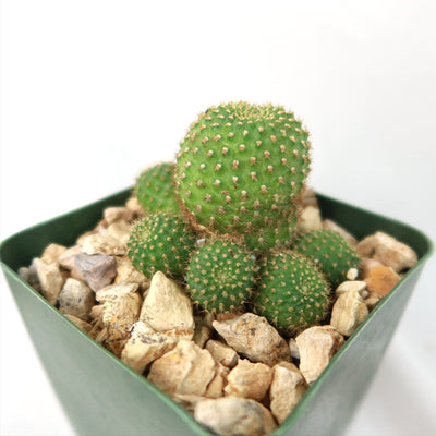 Rebutia perplexa