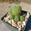 Rebutia perplexa