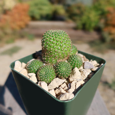 Rebutia perplexa