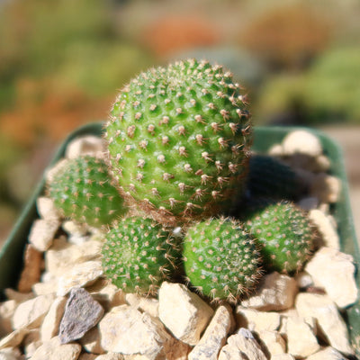 Rebutia perplexa