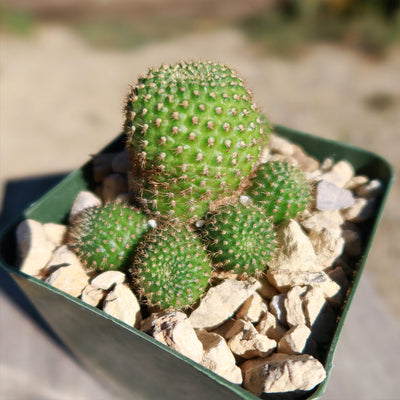 Rebutia perplexa