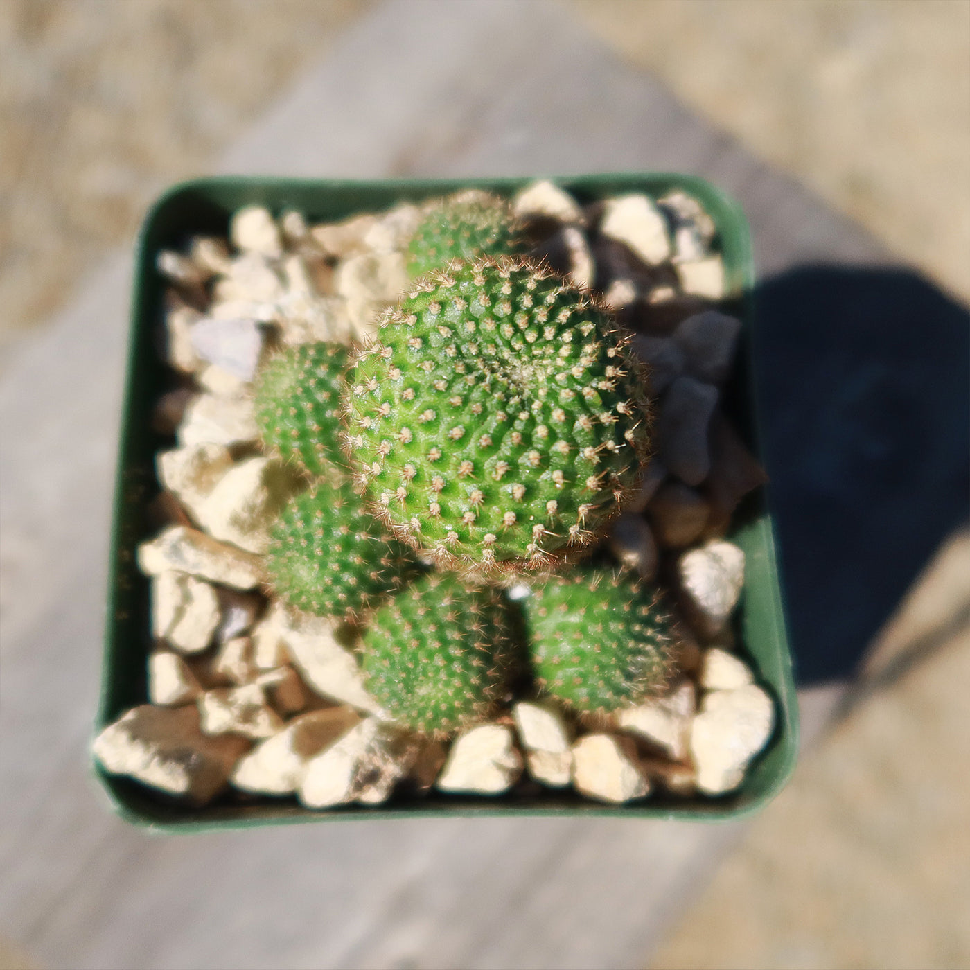 Rebutia perplexa