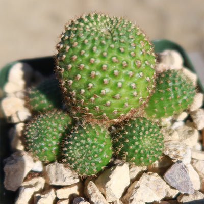 Rebutia perplexa