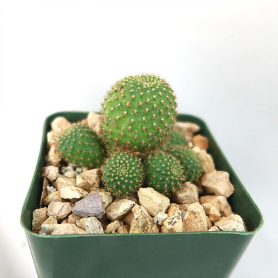 Rebutia perplexa