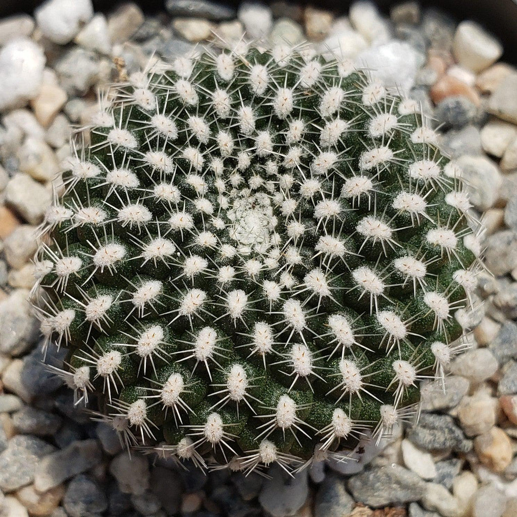 Rebutia krainziana