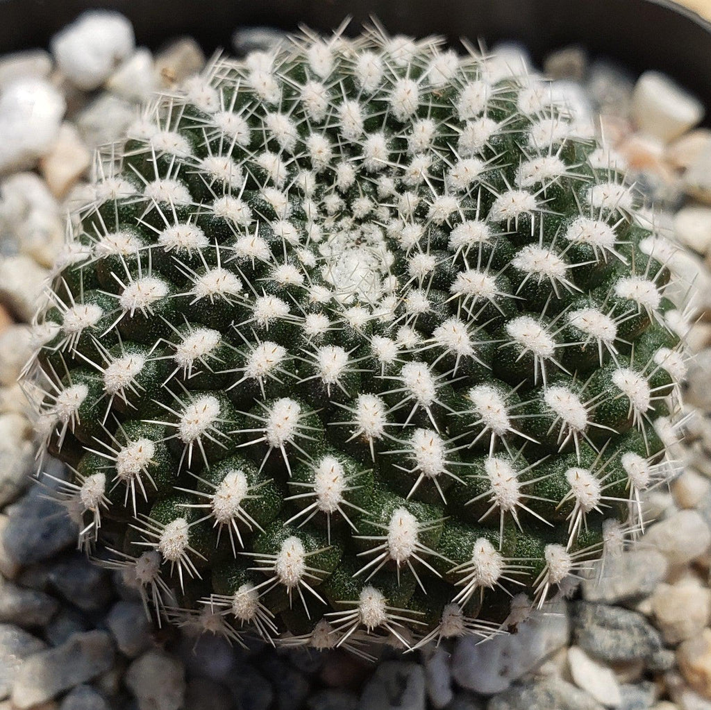 Rebutia krainziana
