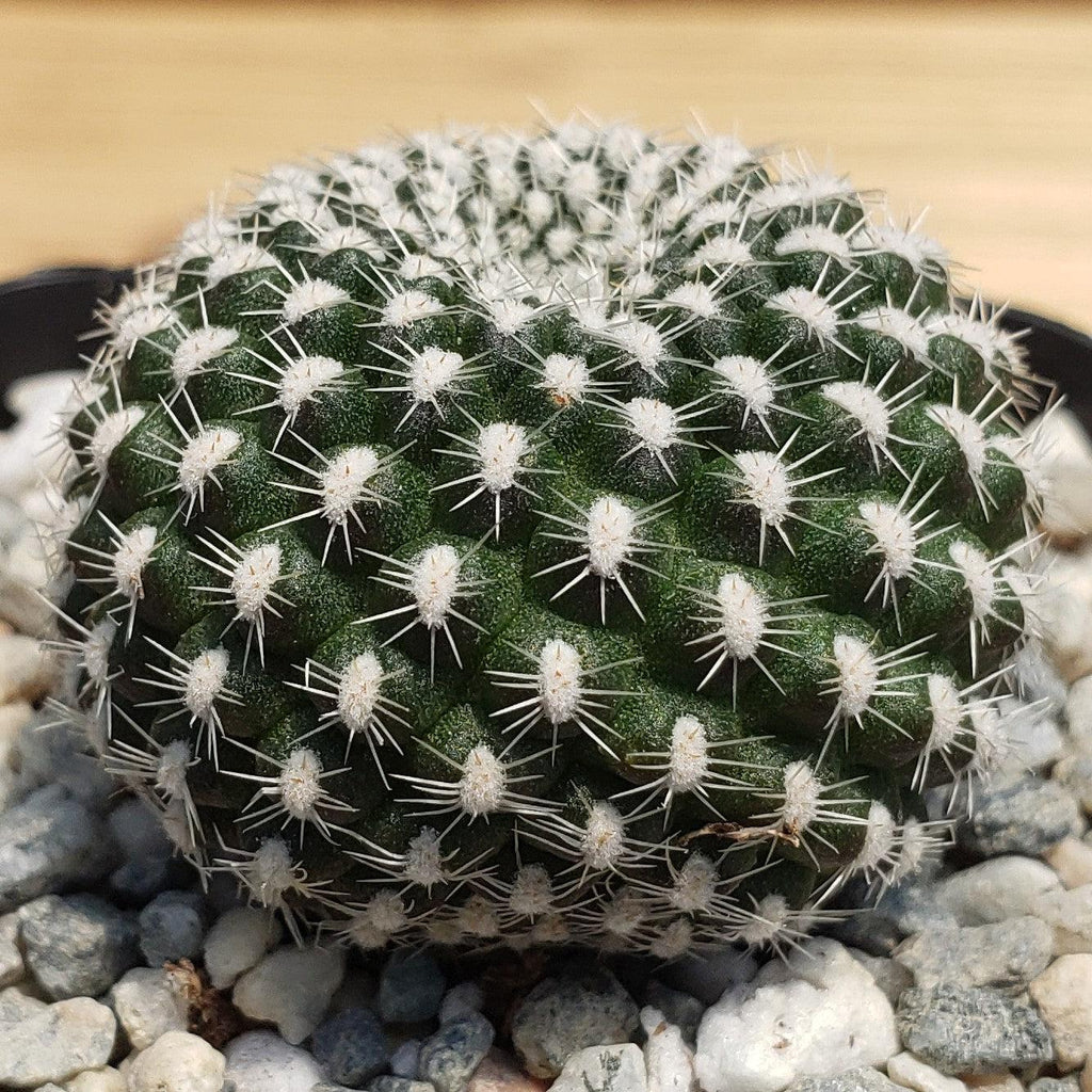 Rebutia krainziana