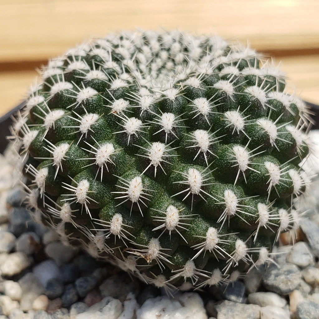 Rebutia krainziana