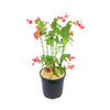 Red Begonia Plant ‘Dragon Wing Begonia’