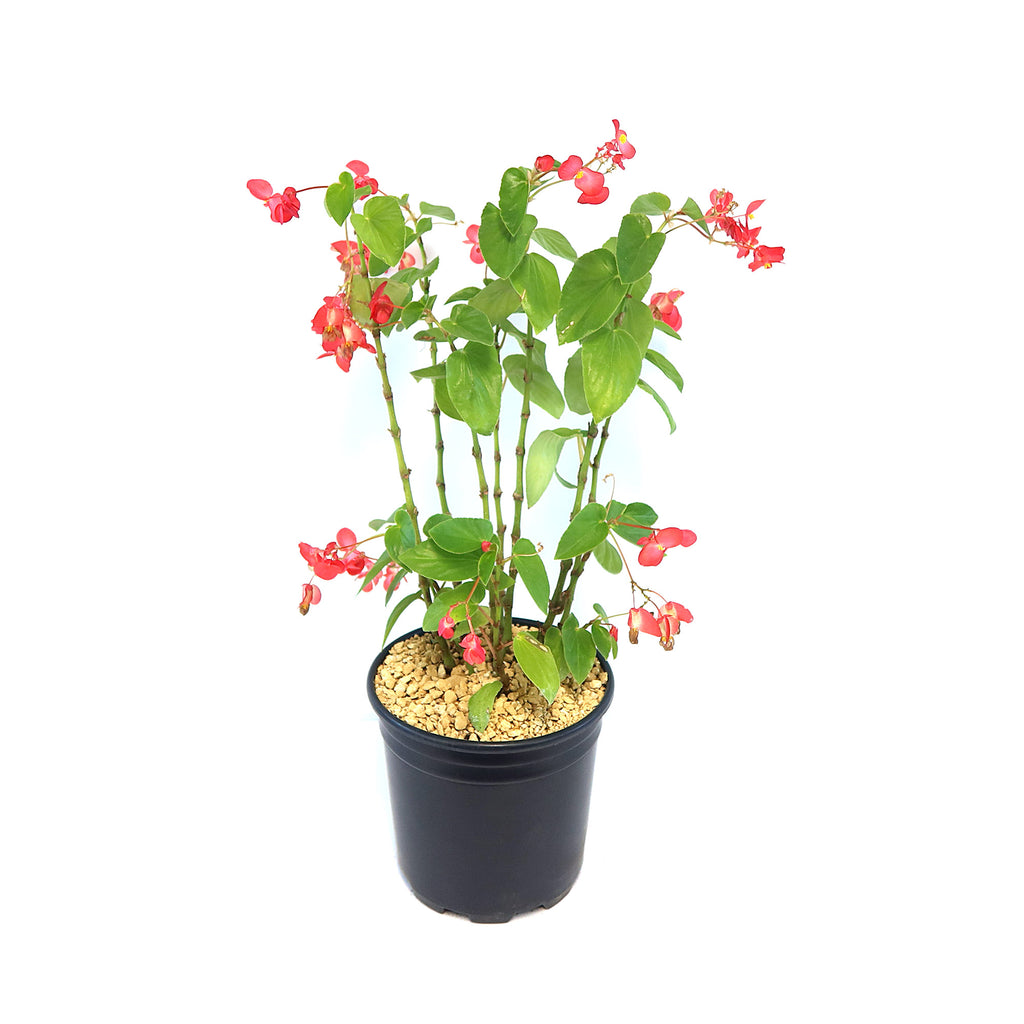 Potted indoor plant with glossy green leaves beside a small Buddha statue