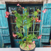 Red Begonia Plant ‘Dragon Wing Begonia’