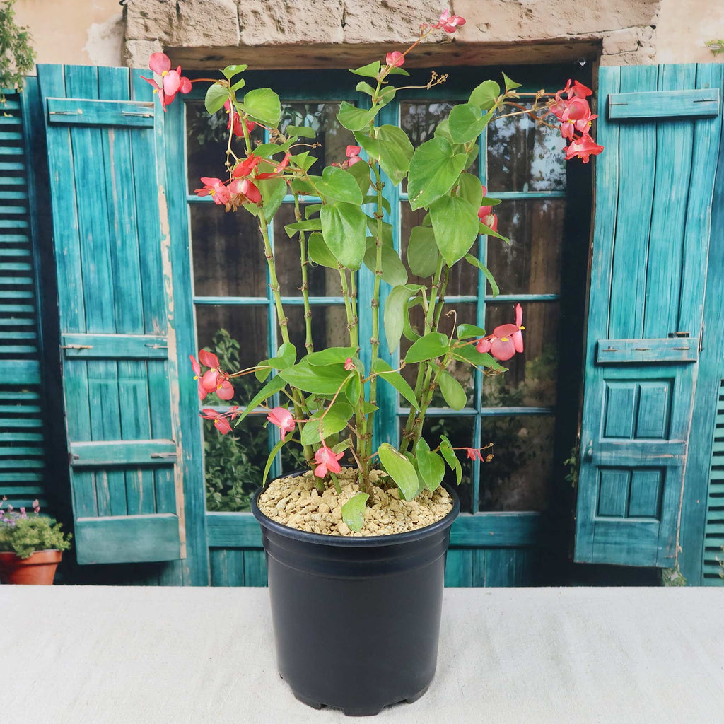 Potted indoor plant with glossy green leaves beside a small Buddha statue