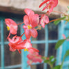 Red Begonia Plant ‘Dragon Wing Begonia’