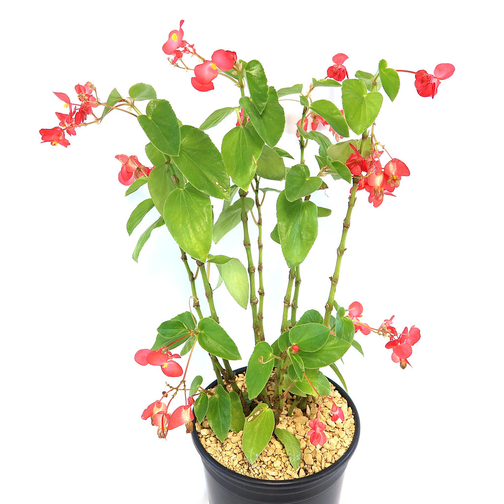 Potted indoor plant with glossy green leaves beside a small Buddha statue