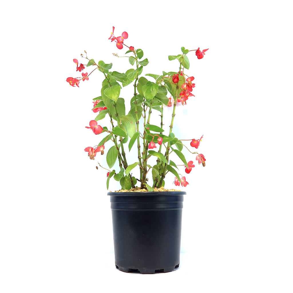 Potted indoor plant with glossy green leaves beside a small Buddha statue