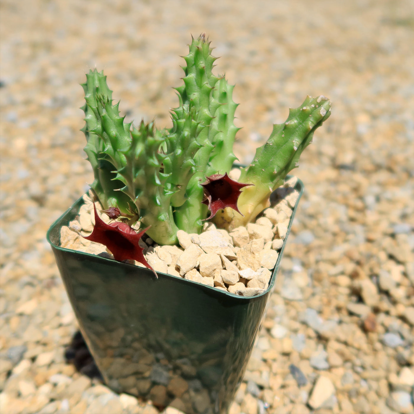 little dragon succulent Red Dragon Flower