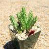 Red Dragon Flower - Huernia schneideriana