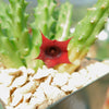 Red Dragon Flower - Huernia schneideriana