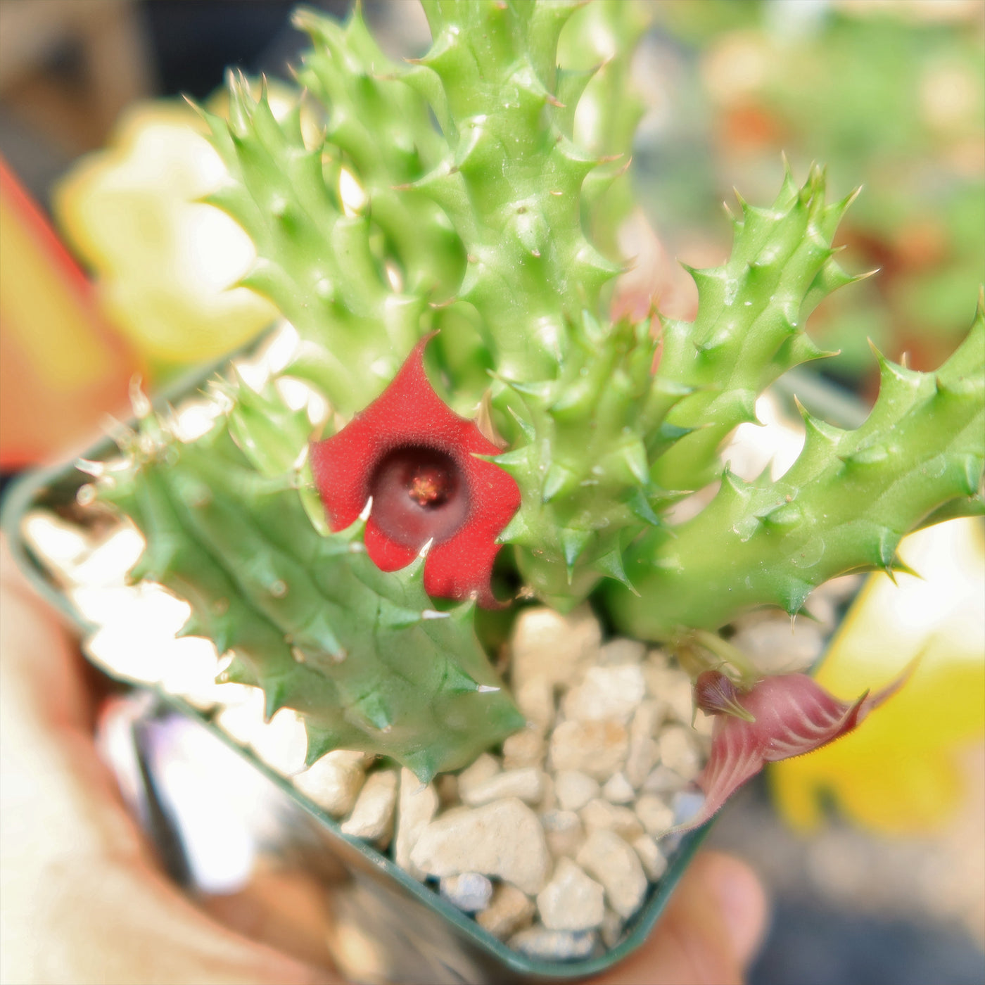 red dragon succulent Shop 'Red Dragon Flower - Huernia schneideriana' Care & Info