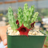 Red Dragon Flower - Huernia schneideriana