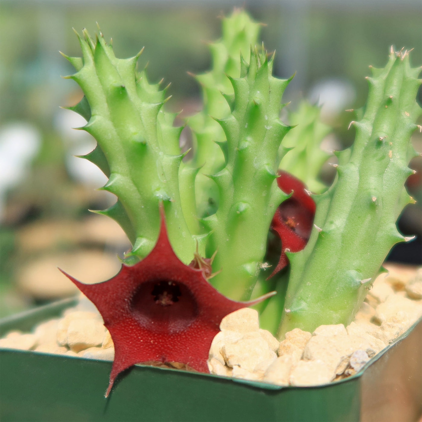 dragon succulent plant Shop 'Red Dragon Flower - Huernia schneideriana' Care & Info