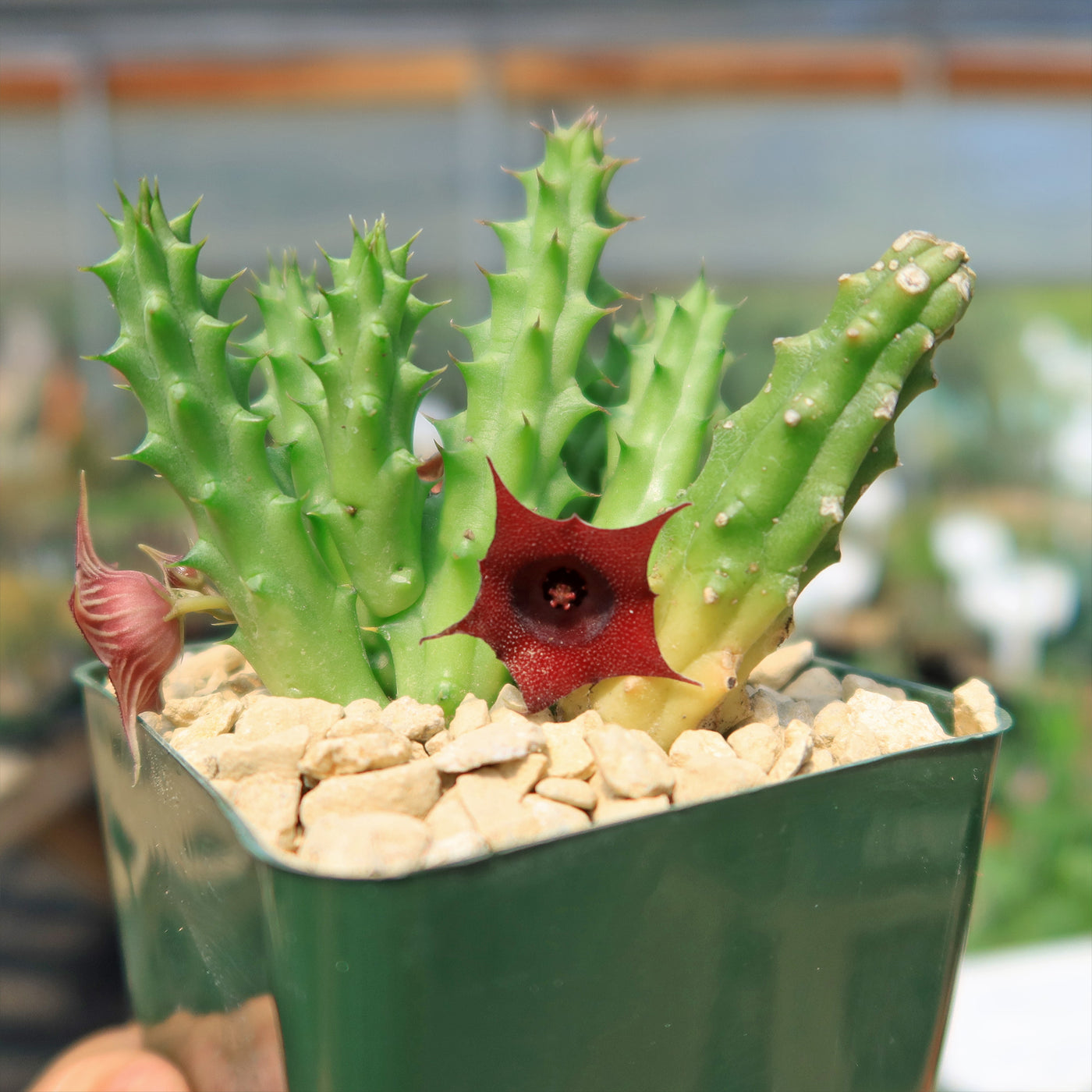 dragon plant succulent Shop 'Red Dragon Flower - Huernia schneideriana' Care & Info