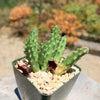 Red Dragon Flower - Huernia schneideriana