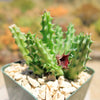 Red Dragon Flower - Huernia schneideriana